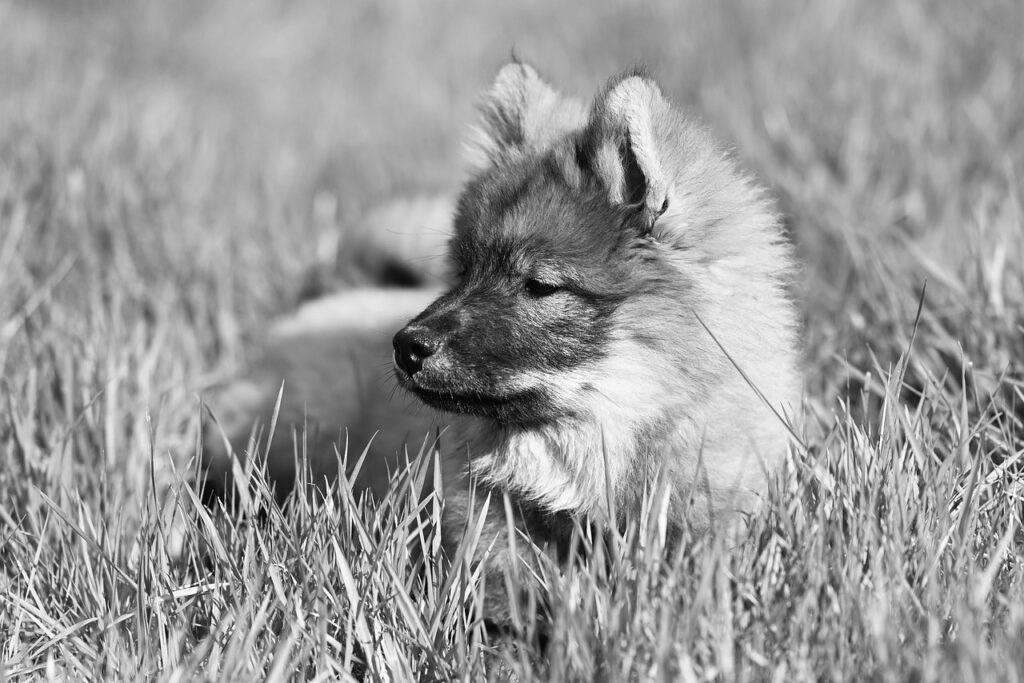 ペットロスからの回復に役立つセルフケアと生活習慣は？