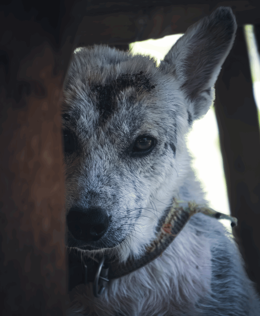 ペットロスを経験した人が語る、他人に理解されない辛さとは？