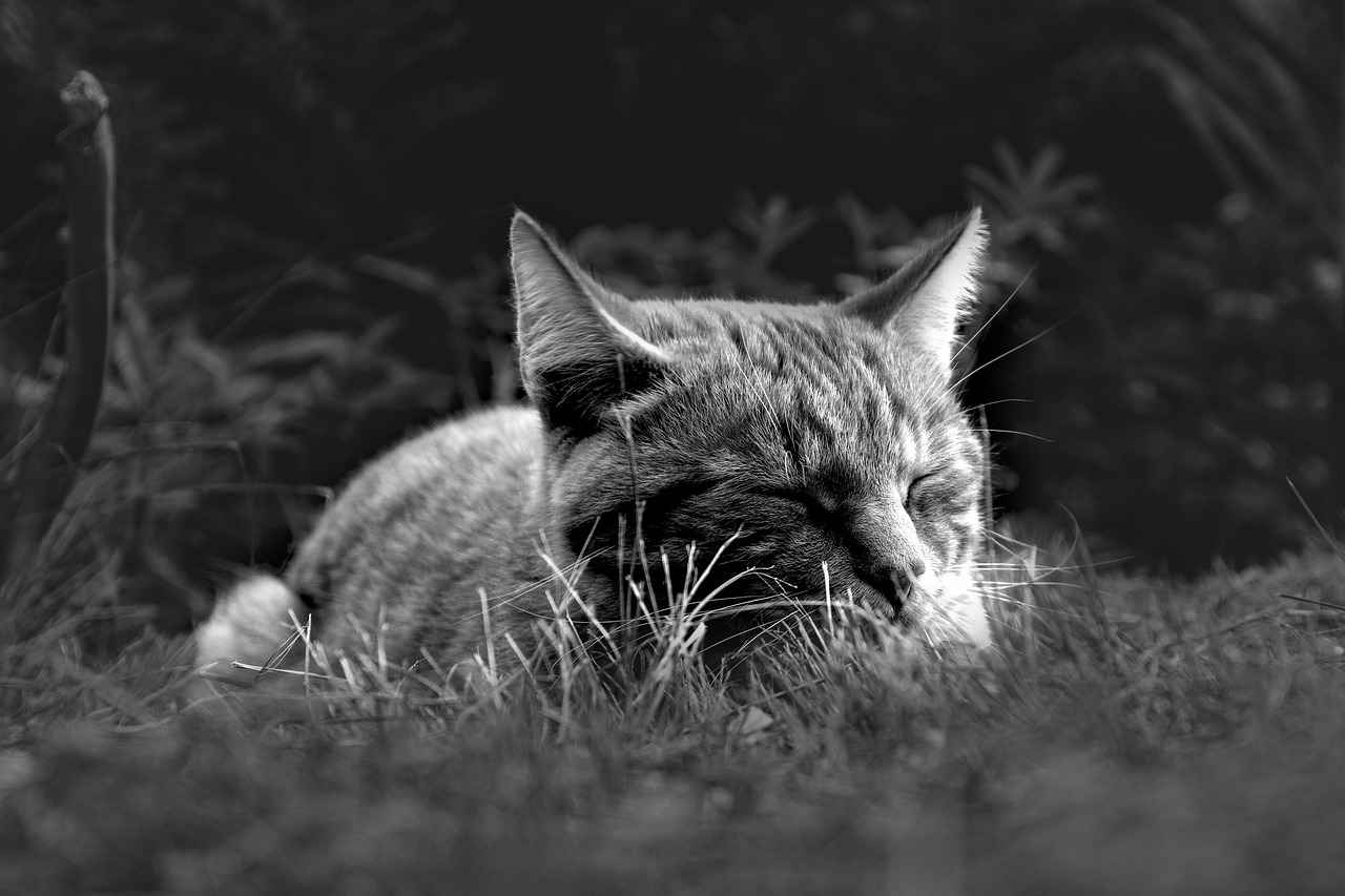 ペットロスにおける猫と犬の別対応方法は？