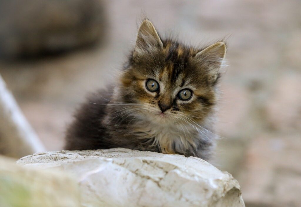 ペットロスを乗り越える多頭飼い後の悲しみへの対処法は？