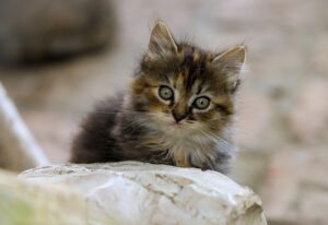 ペットロスを乗り越える多頭飼い後の悲しみへの対処法は？