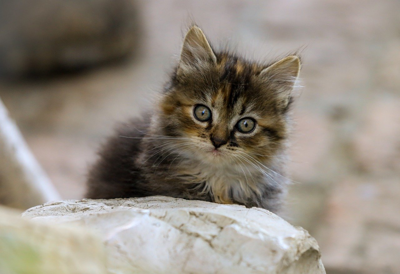 ペットロスを乗り越える多頭飼い後の悲しみへの対処法は？