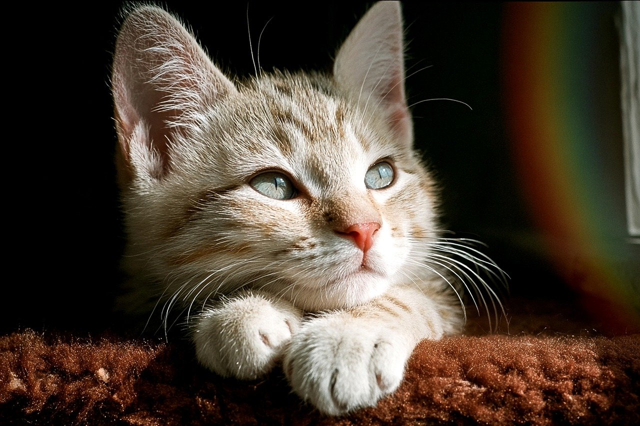 ペットの写真が見られない理由とその心理とは？