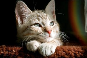 ペットの写真が見られない理由とその心理とは？