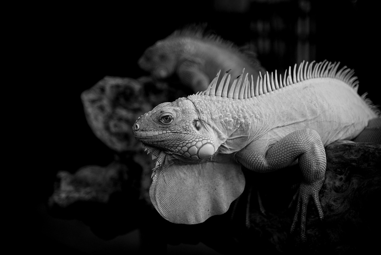 ペットロスの悲しみを癒す形見の保存方法は？