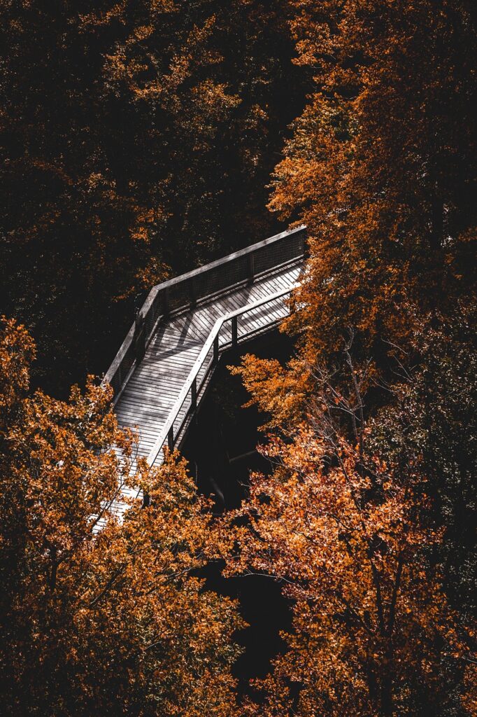 ペットロスを乗り越えるためのマインドフルネスとは？