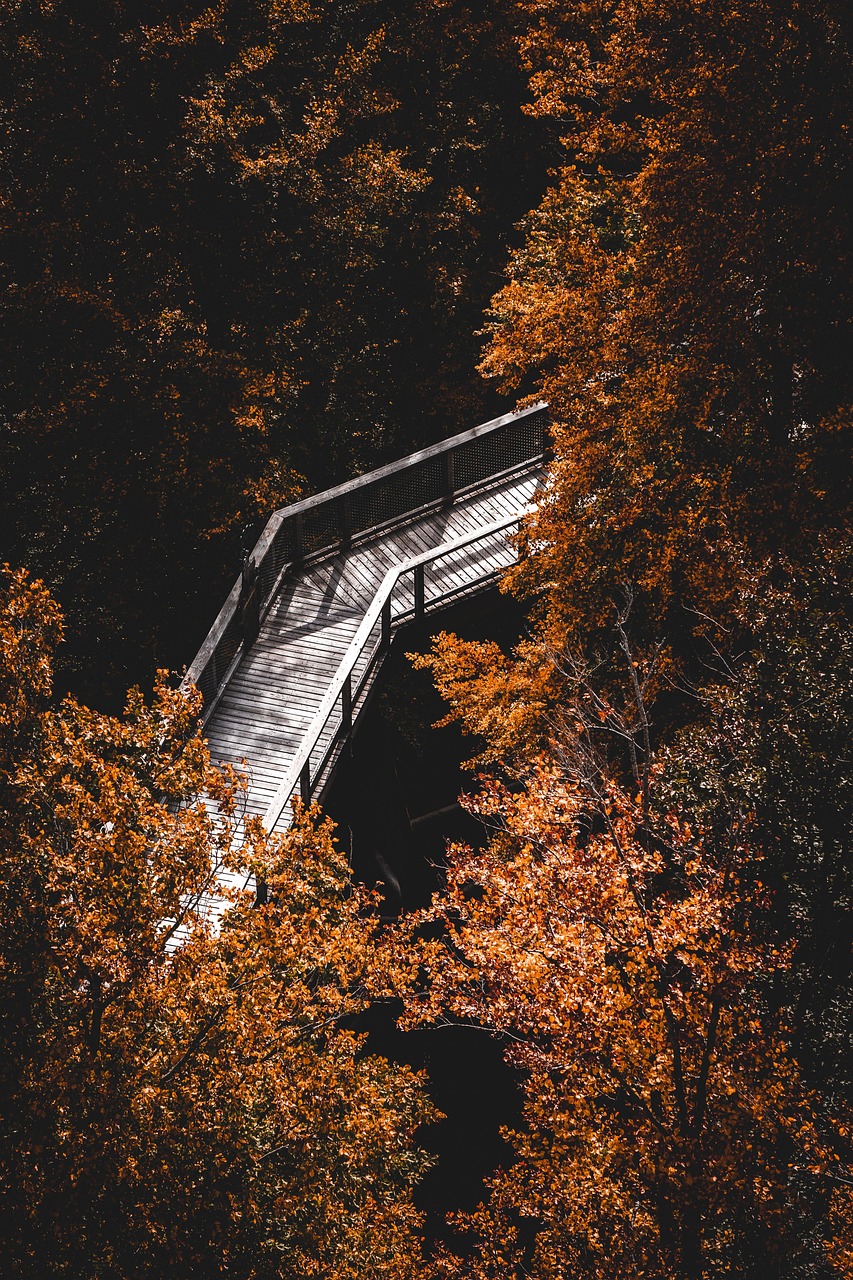 ペットロスを乗り越えるためのマインドフルネスとは？