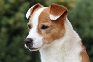 ペットロスから立ち直れない時に試すべき心のケア方法は？