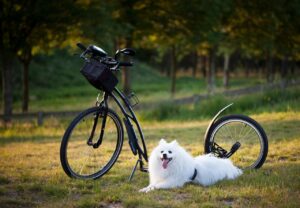 ペットロスの時に家に帰りたくないと感じる理由は？