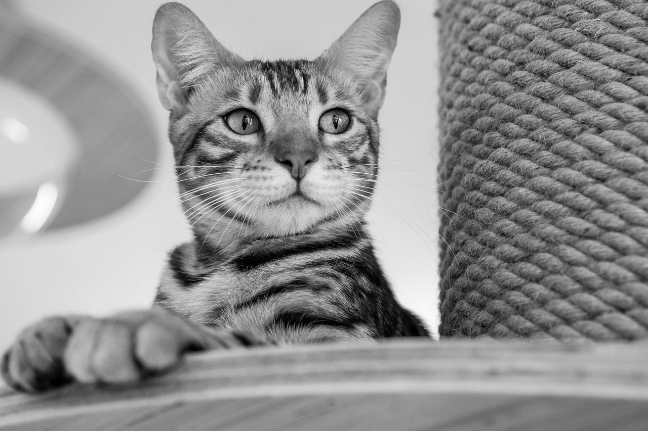 ペットロスを抱えるうさぎ飼いが感じる喪失感とは？