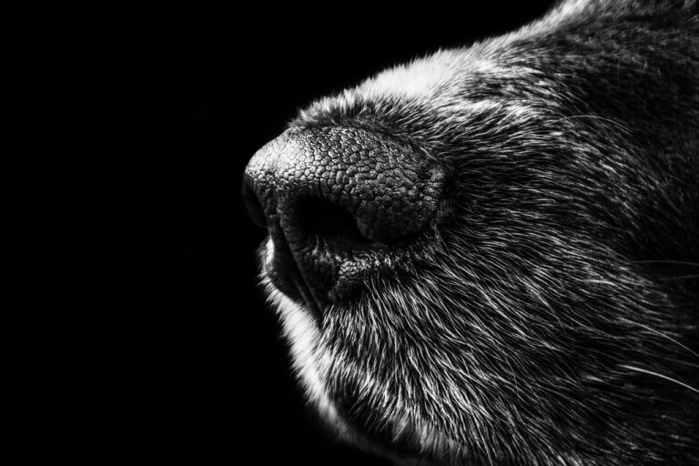ペットロスから次の一歩を踏み出すための心の整理法は？